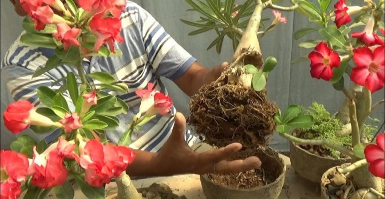 como plantar rosa do deserto