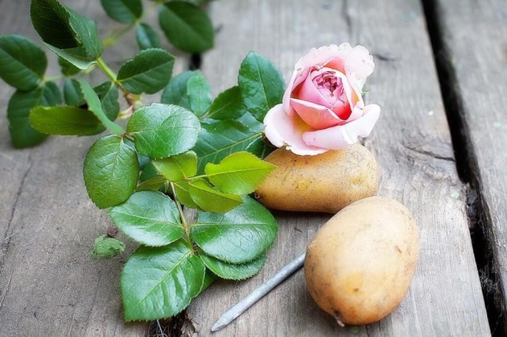 como plantar rosa en papa