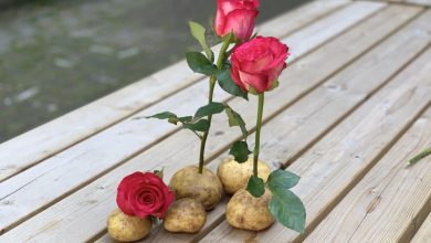 Como plantar rosa na batata
