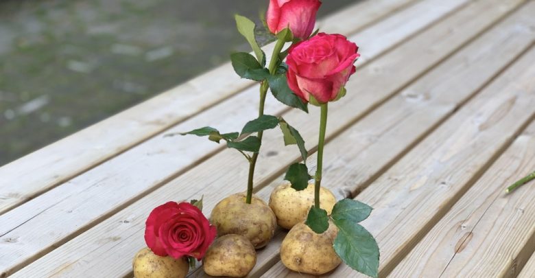 Como plantar rosa na batata