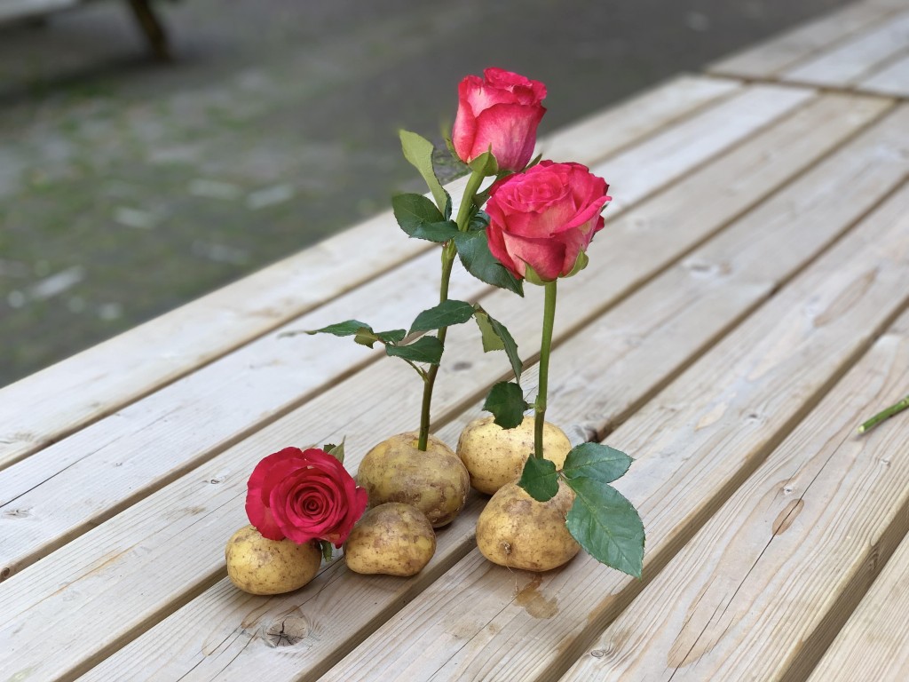 Cómo plantar rosa en papa