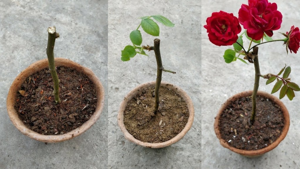 como plantar rosa