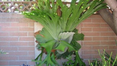 como plantar samambaia chifre de veado