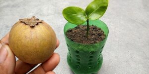 como plantar sapoti em casa