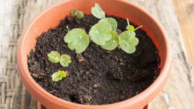 como plantar sementes de capuchinha na horta
