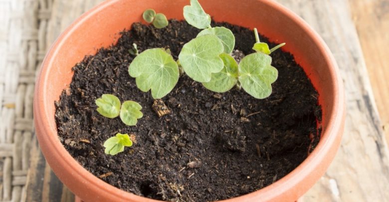 como plantar sementes de capuchinha na horta