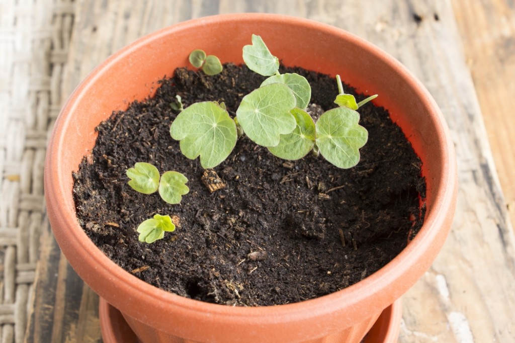 como plantar sementes de capuchinha na horta