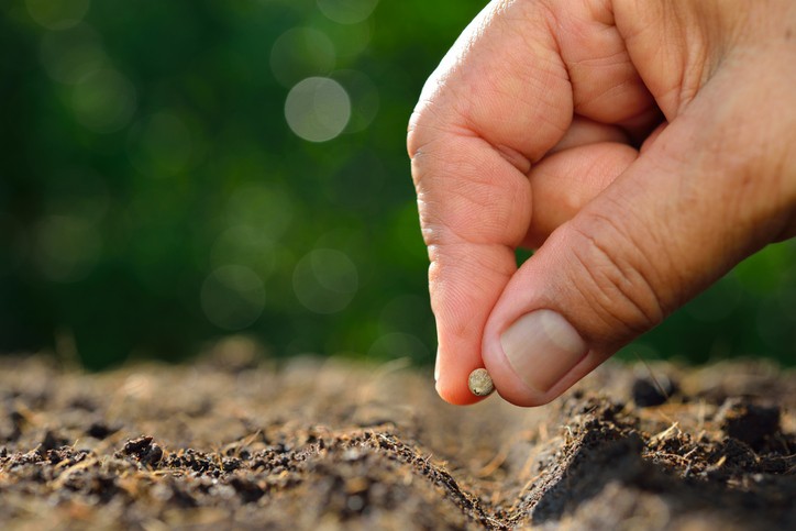 como plantar sementes de tangerina