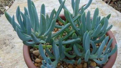 como plantar senecio
