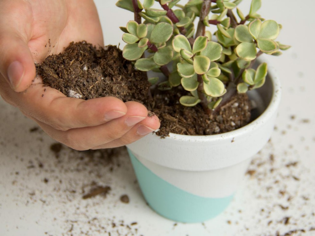 como plantar suculentas em casa