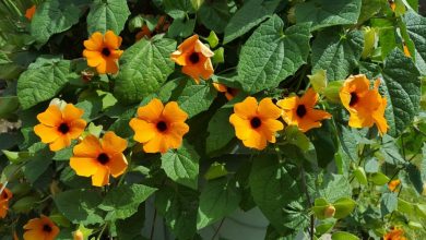 como plantar suzana-dos-olhos-negros