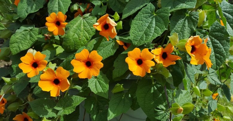 como plantar suzana-dos-olhos-negros