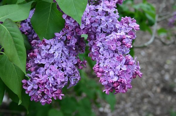 como plantar syringa