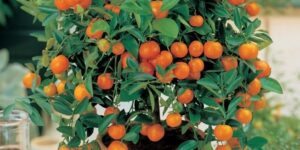 como plantar tangerina em casa