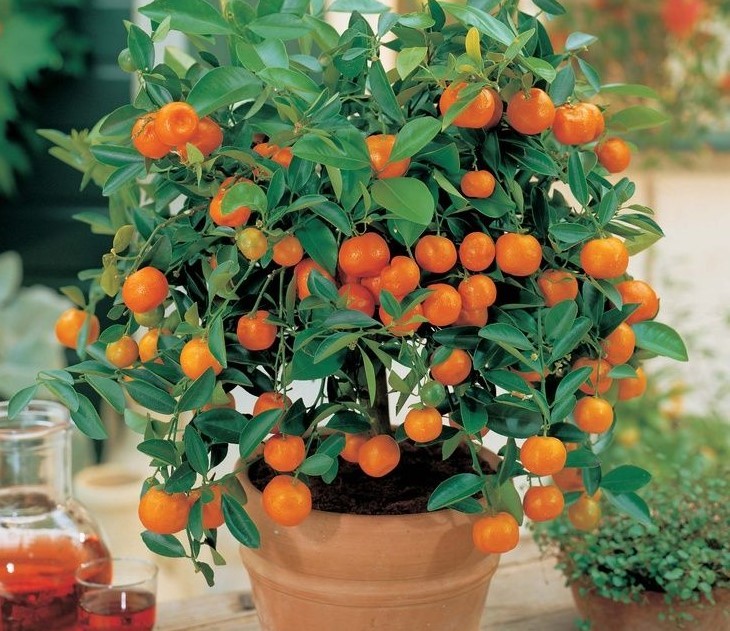 como plantar tangerina em casa