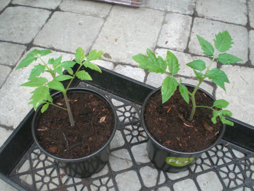 como plantar tomate cereja em casa