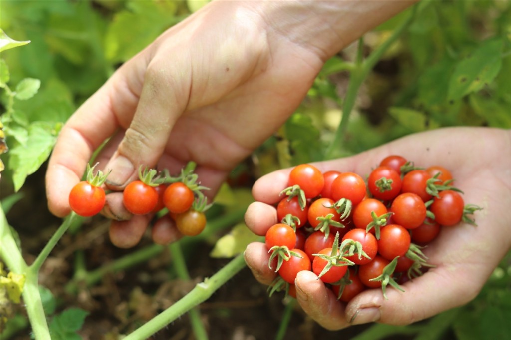 tomate cereja