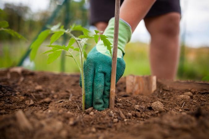 como plantar tomate reliquia