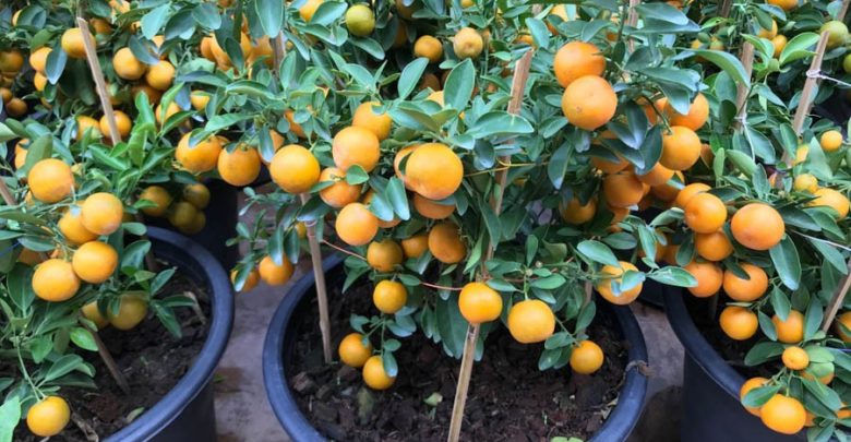 como plantar toranja