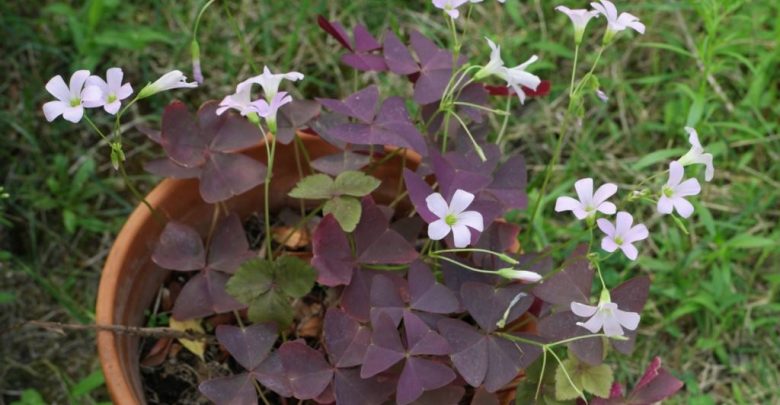 como plantar trevo roxo