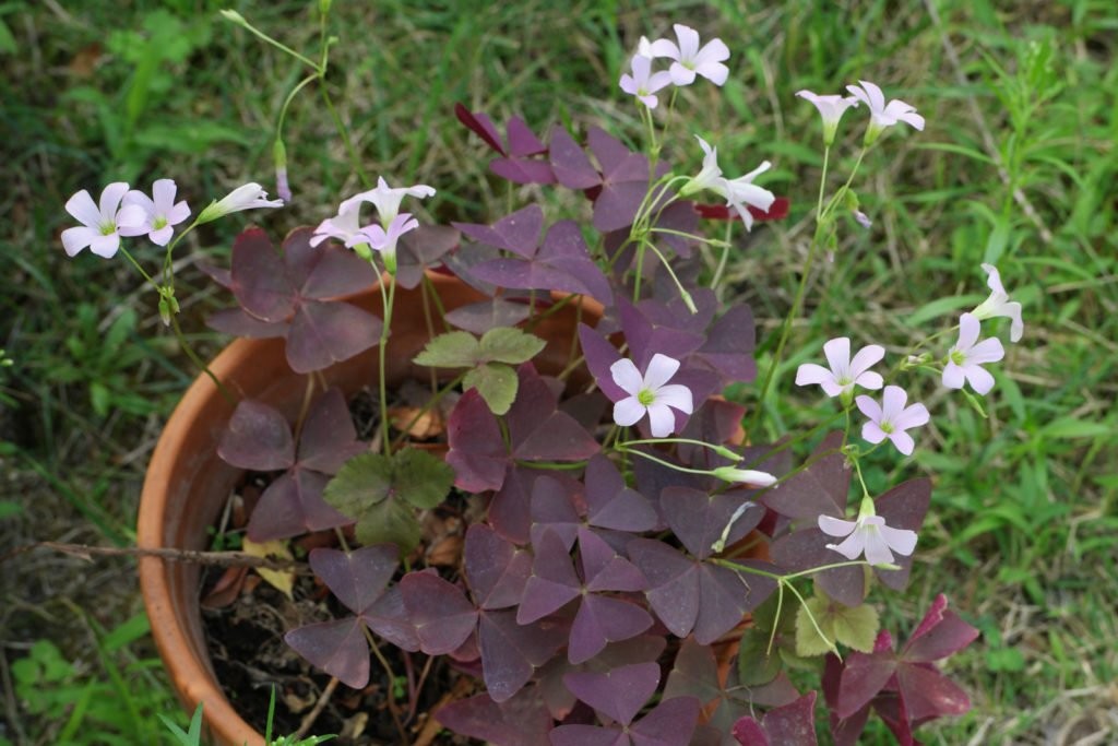 como plantar trevo roxo