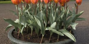 como plantar tulipas