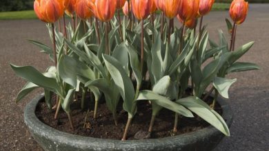 como plantar tulipas