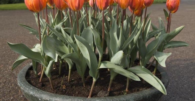 como plantar tulipas