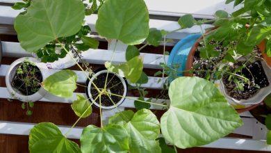 como plantar urucum em casa