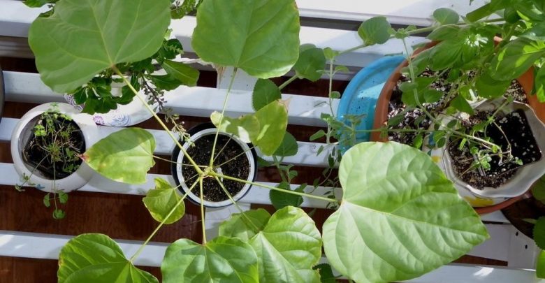 como plantar urucum em casa