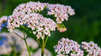 como plantar valeriana