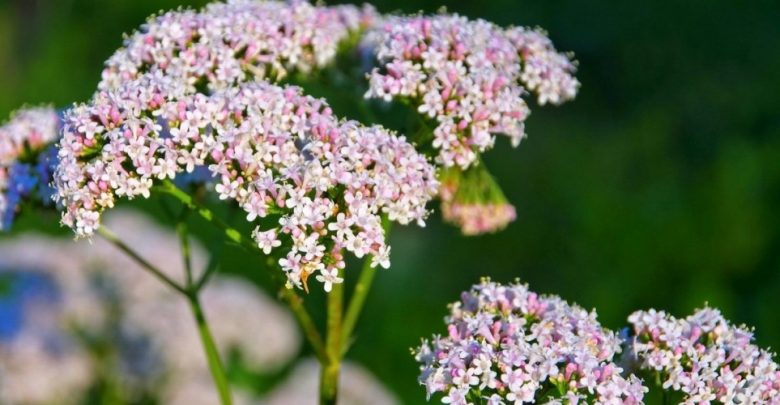 como plantar valeriana