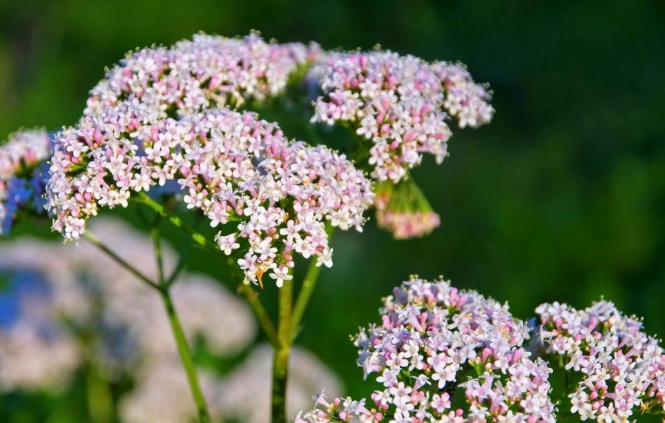 como plantar valeriana