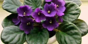 como plantar violeta africana