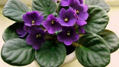 como plantar violeta africana