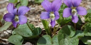 como plantar violetas