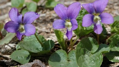 como plantar violetas