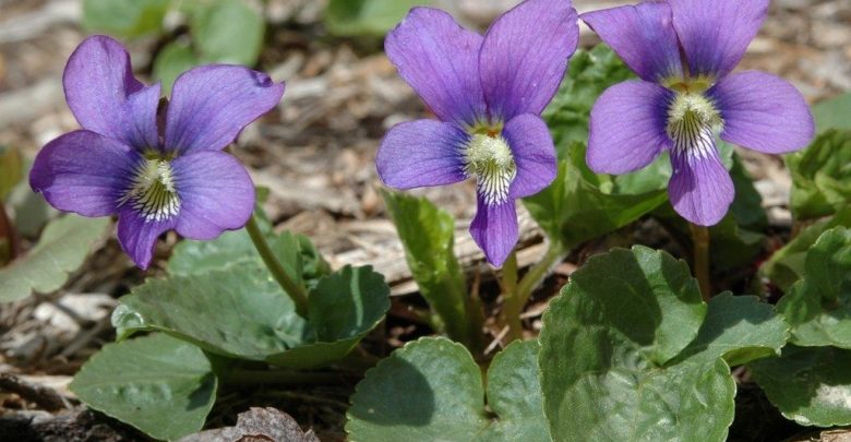 como plantar violetas