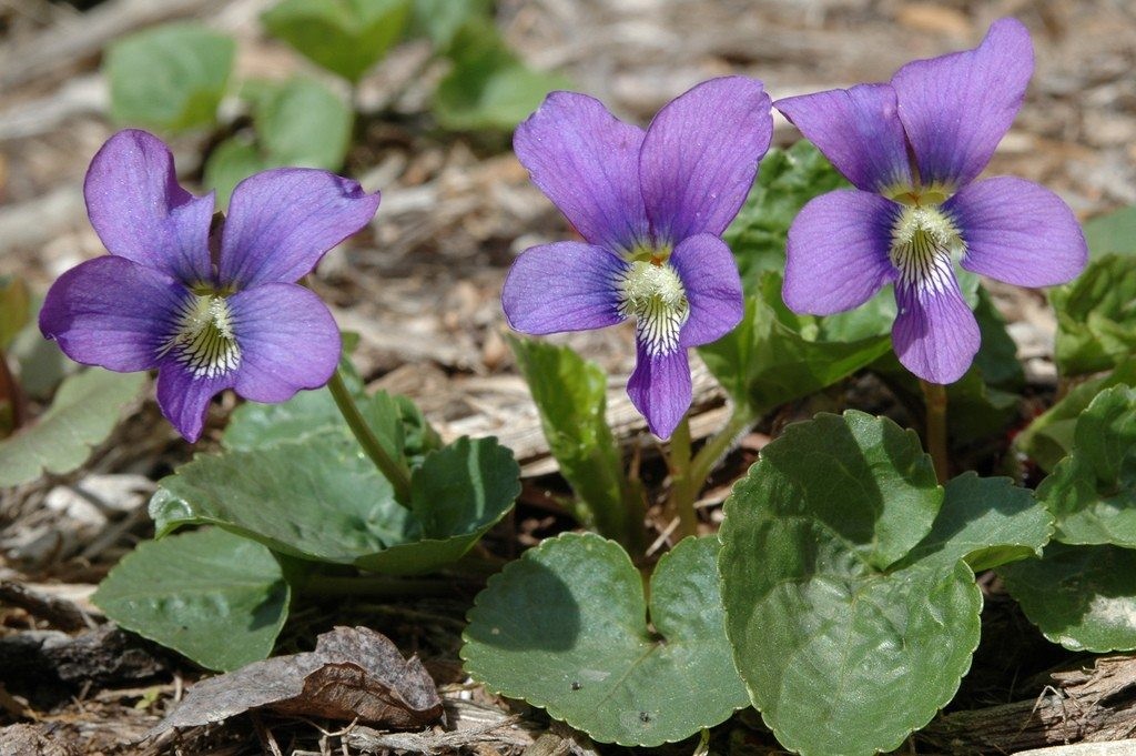 como plantar violetas