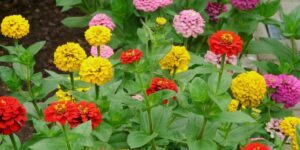 como plantar zinnia