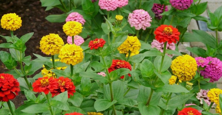 como plantar zinnia
