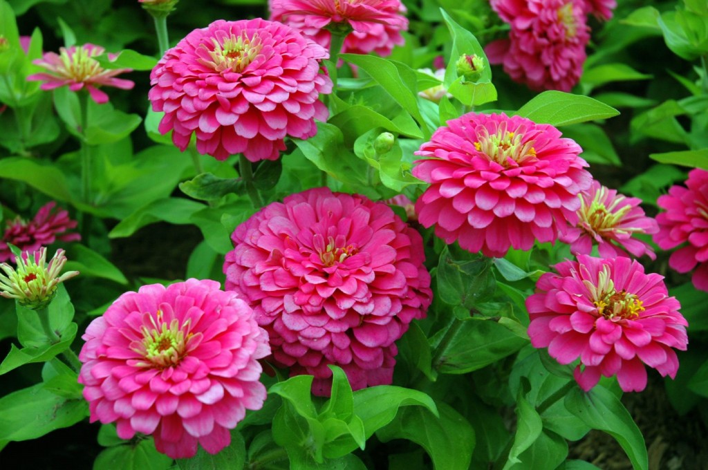 como plantar zinnia em casa