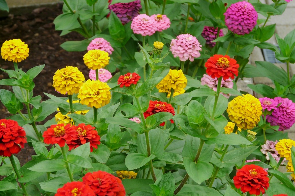 como plantar zinnia