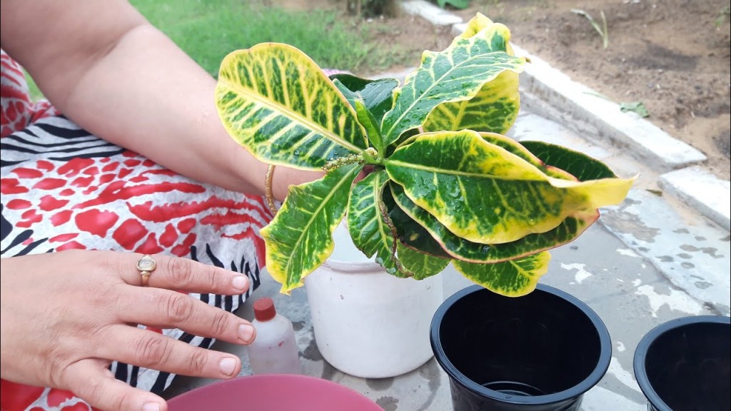 croton como plantar