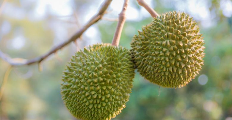 durian