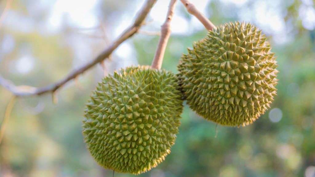 durian