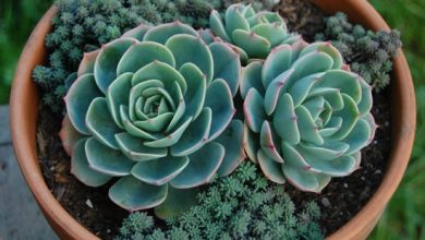 echeveria lilacina