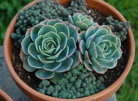 echeveria lilacina
