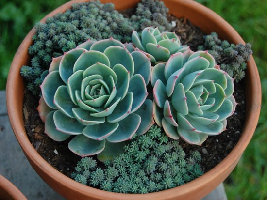 echeveria lilacina