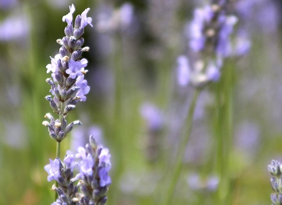 efeitos colaterais da lavanda